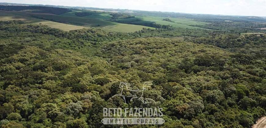Fazenda à Venda 173 Hectares Dupla Apitdão | Lapa/ PR Fazenda à Venda 173 Hectares Dupla Apitdão | Lapa/ PR