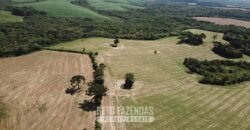 Fazenda à Venda 173 Hectares Dupla Apitdão | Lapa/ PR Fazenda à Venda 173 Hectares Dupla Apitdão | Lapa/ PR