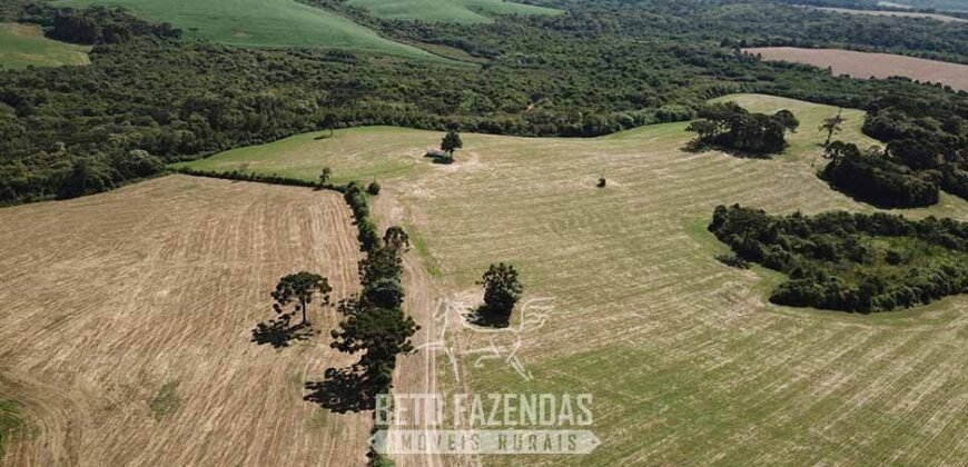 Fazenda à Venda 173 Hectares Dupla Apitdão | Lapa/ PR Fazenda à Venda 173 Hectares Dupla Apitdão | Lapa/ PR