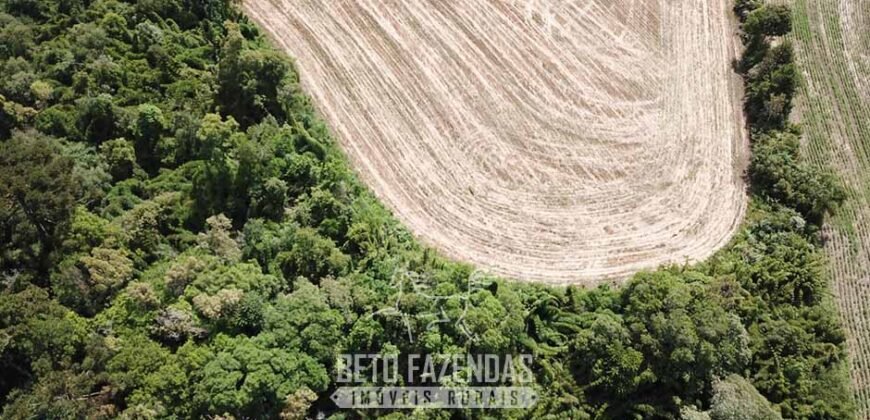 Fazenda à Venda 173 Hectares Dupla Apitdão | Lapa/ PR Fazenda à Venda 173 Hectares Dupla Apitdão | Lapa/ PR