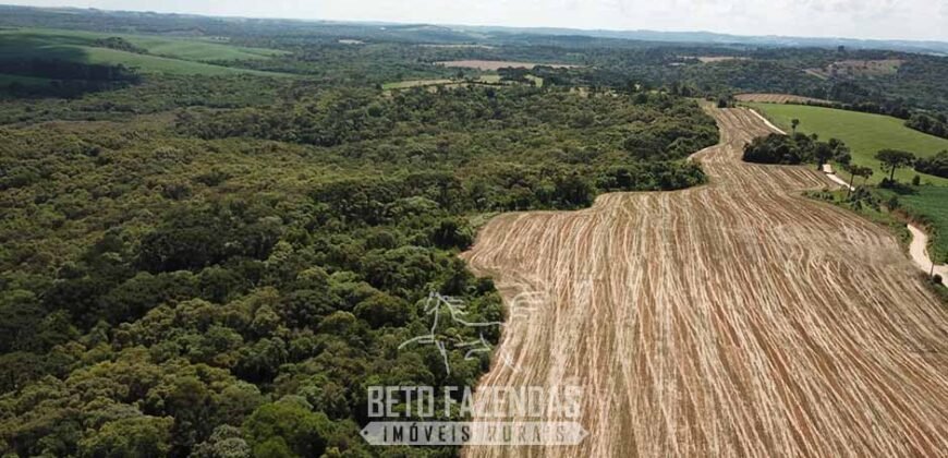 Fazenda à Venda 173 Hectares Dupla Apitdão | Lapa/ PR Fazenda à Venda 173 Hectares Dupla Apitdão | Lapa/ PR