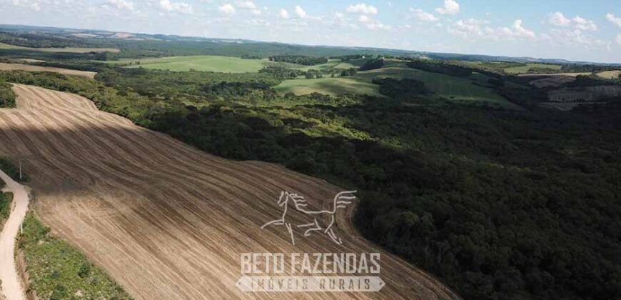 Fazenda à Venda 173 Hectares Dupla Apitdão | Lapa/ PR Fazenda à Venda 173 Hectares Dupla Apitdão | Lapa/ PR