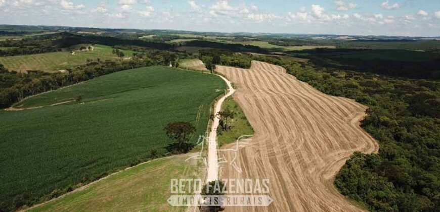 Fazenda à Venda 173 Hectares Dupla Apitdão | Lapa/ PR Fazenda à Venda 173 Hectares Dupla Apitdão | Lapa/ PR