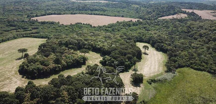 Fazenda à Venda 173 Hectares Dupla Apitdão | Lapa/ PR Fazenda à Venda 173 Hectares Dupla Apitdão | Lapa/ PR