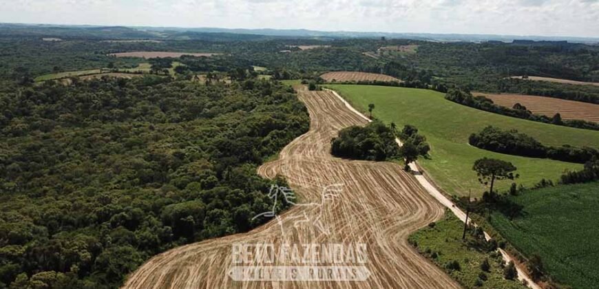 Fazenda à Venda 173 Hectares Dupla Apitdão | Lapa/ PR Fazenda à Venda 173 Hectares Dupla Apitdão | Lapa/ PR