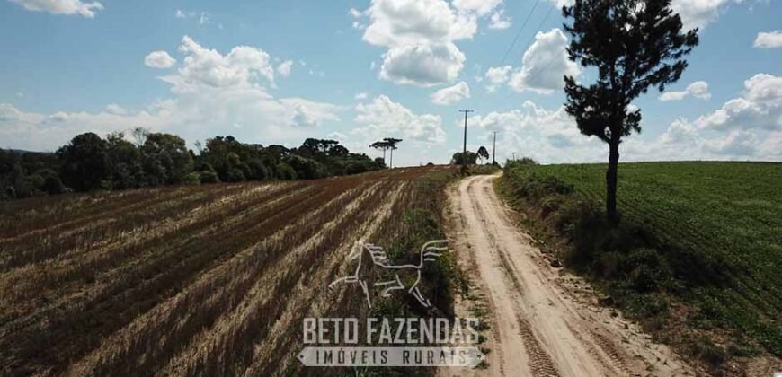 Fazenda à Venda 173 Hectares Dupla Apitdão | Lapa/ PR Fazenda à Venda 173 Hectares Dupla Apitdão | Lapa/ PR
