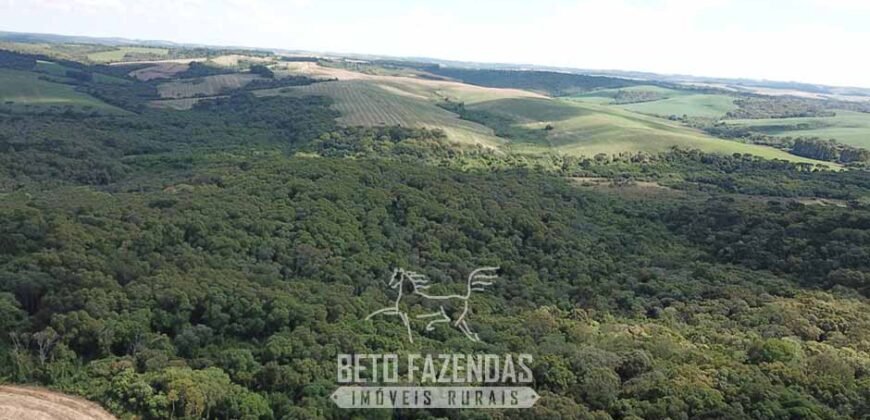 Fazenda à Venda 173 Hectares Dupla Apitdão | Lapa/ PR Fazenda à Venda 173 Hectares Dupla Apitdão | Lapa/ PR