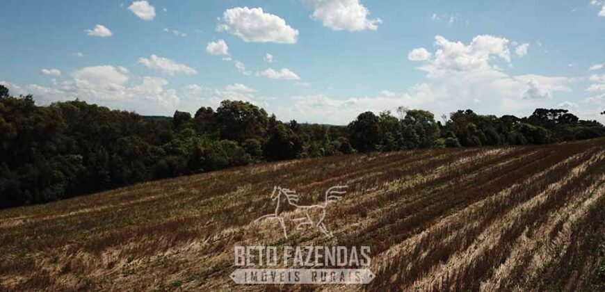 Fazenda à Venda 173 Hectares Dupla Apitdão | Lapa/ PR Fazenda à Venda 173 Hectares Dupla Apitdão | Lapa/ PR