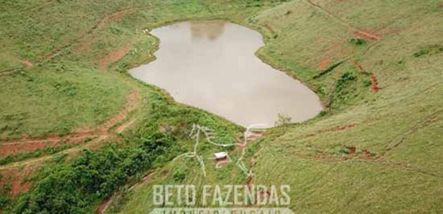 Fazenda à Venda 1.550 Hectares Alto Padrão Pecuária | Região da Mata Mineira / MG