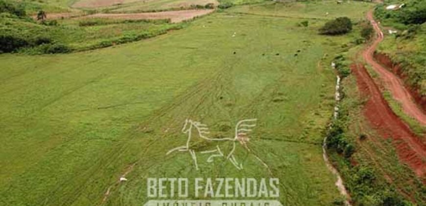 Fazenda à Venda 1.550 Hectares Alto Padrão Pecuária | Região da Mata Mineira / MG