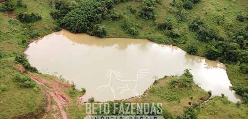 Fazenda à Venda 1.550 Hectares Alto Padrão Pecuária | Região da Mata Mineira / MG