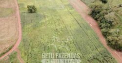 Fazenda à Venda 1.550 Hectares Alto Padrão Pecuária | Região da Mata Mineira / MG
