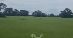 Fazenda à venda 17.530 Hectares Dupla Aptidão | Sudoeste do Tocantis Fazenda à venda 17.530 Hectares Dupla Aptidão | Sudoeste do Tocantis