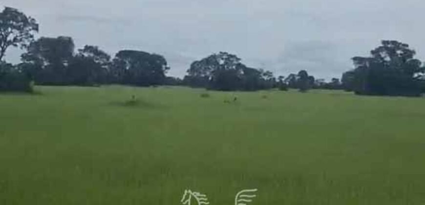 Fazenda à venda 17.530 Hectares Dupla Aptidão | Sudoeste do Tocantis Fazenda à venda 17.530 Hectares Dupla Aptidão | Sudoeste do Tocantis