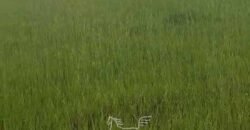 Fazenda à venda 17.530 Hectares Dupla Aptidão | Sudoeste do Tocantis Fazenda à venda 17.530 Hectares Dupla Aptidão | Sudoeste do Tocantis