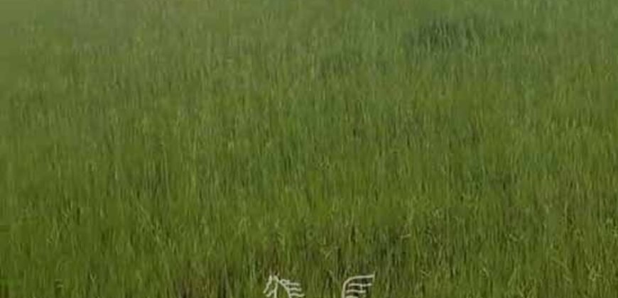 Fazenda à venda 17.530 Hectares Dupla Aptidão | Sudoeste do Tocantis Fazenda à venda 17.530 Hectares Dupla Aptidão | Sudoeste do Tocantis