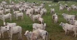 Fazenda à venda 17.530 Hectares Dupla Aptidão | Sudoeste do Tocantis Fazenda à venda 17.530 Hectares Dupla Aptidão | Sudoeste do Tocantis