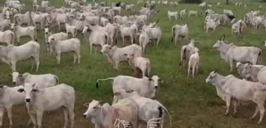 Fazenda à venda 17.530 Hectares Dupla Aptidão | Sudoeste do Tocantis Fazenda à venda 17.530 Hectares Dupla Aptidão | Sudoeste do Tocantis