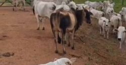 Fazenda à venda 17.530 Hectares Dupla Aptidão | Sudoeste do Tocantis Fazenda à venda 17.530 Hectares Dupla Aptidão | Sudoeste do Tocantis