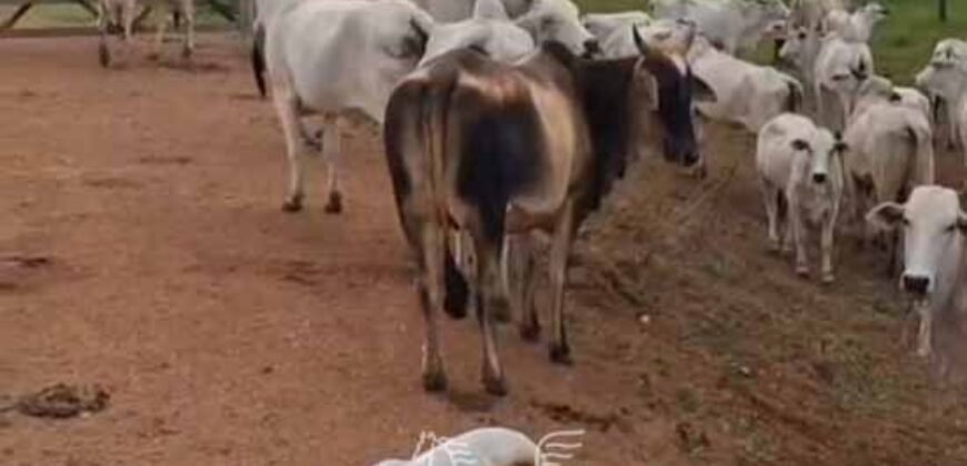 Fazenda à venda 17.530 Hectares Dupla Aptidão | Sudoeste do Tocantis Fazenda à venda 17.530 Hectares Dupla Aptidão | Sudoeste do Tocantis