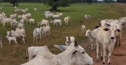 Fazenda à venda 17.530 Hectares Dupla Aptidão | Sudoeste do Tocantis Fazenda à venda 17.530 Hectares Dupla Aptidão | Sudoeste do Tocantis