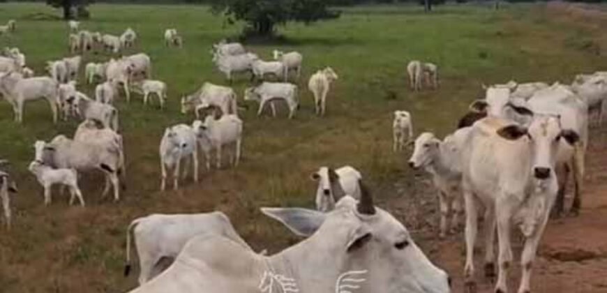Fazenda à venda 17.530 Hectares Dupla Aptidão | Sudoeste do Tocantis Fazenda à venda 17.530 Hectares Dupla Aptidão | Sudoeste do Tocantis