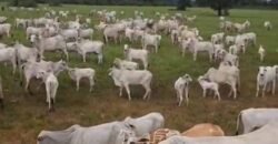 Fazenda à venda 17.530 Hectares Dupla Aptidão | Sudoeste do Tocantis Fazenda à venda 17.530 Hectares Dupla Aptidão | Sudoeste do Tocantis