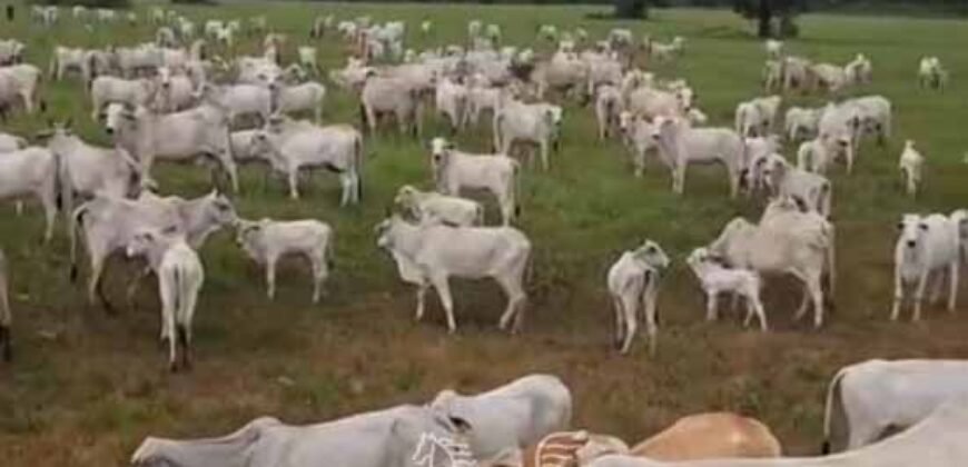 Fazenda à venda 17.530 Hectares Dupla Aptidão | Sudoeste do Tocantis Fazenda à venda 17.530 Hectares Dupla Aptidão | Sudoeste do Tocantis