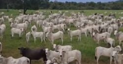 Fazenda à venda 17.530 Hectares Dupla Aptidão | Sudoeste do Tocantis Fazenda à venda 17.530 Hectares Dupla Aptidão | Sudoeste do Tocantis