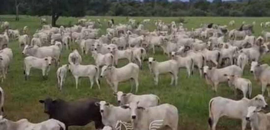 Fazenda à venda 17.530 Hectares Dupla Aptidão | Sudoeste do Tocantis Fazenda à venda 17.530 Hectares Dupla Aptidão | Sudoeste do Tocantis
