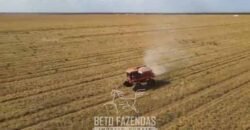 Fazenda Gigante à Venda 62.417 Hectares Estrutura Moderna e Completa | Baixa Grande/PI