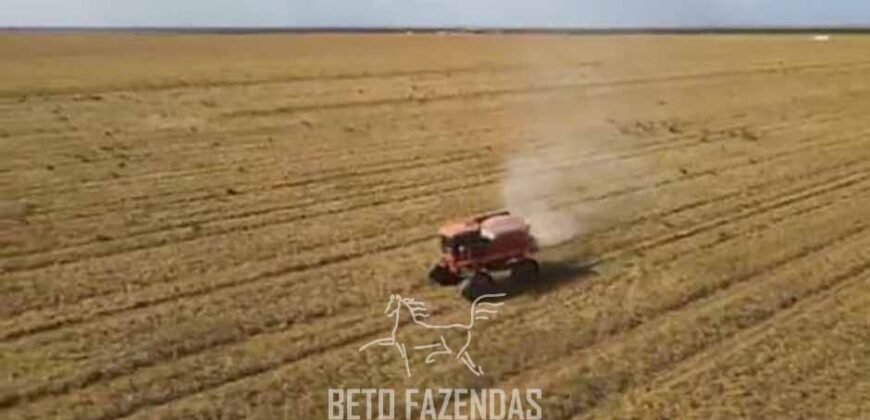 Fazenda Gigante à Venda 62.417 Hectares Estrutura Moderna e Completa | Baixa Grande/PI