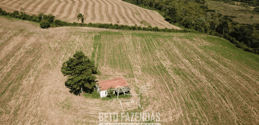 Fazenda à Venda 173 Hectares Dupla Apitdão | Lapa/ PR Fazenda à Venda 173 Hectares Dupla Apitdão | Lapa/ PR
