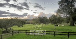 Fazenda à Venda 153 Hectares Excelete Aptidão para Café e Citricultura | Mindurim/MG