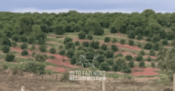 Fazenda à Venda 153 Hectares Excelete Aptidão para Café e Citricultura | Mindurim/MG