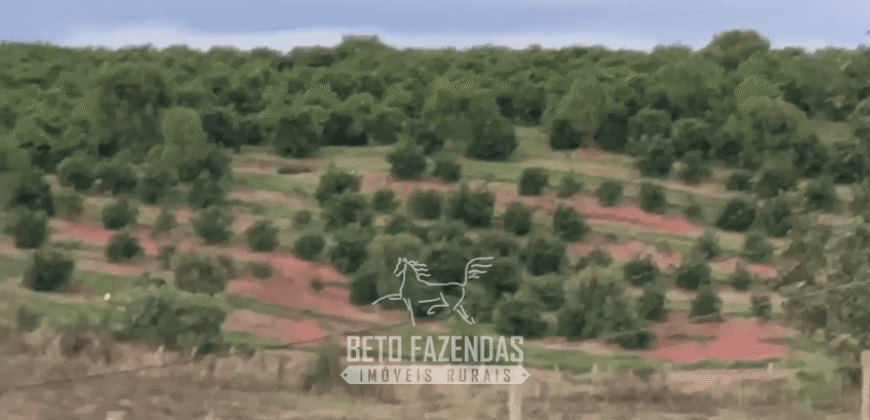 Fazenda à Venda 153 Hectares Excelete Aptidão para Café e Citricultura | Mindurim/MG