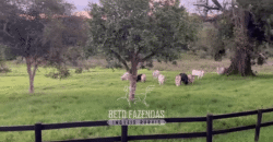 Fazenda à Venda 153 Hectares Excelete Aptidão para Café e Citricultura | Mindurim/MG