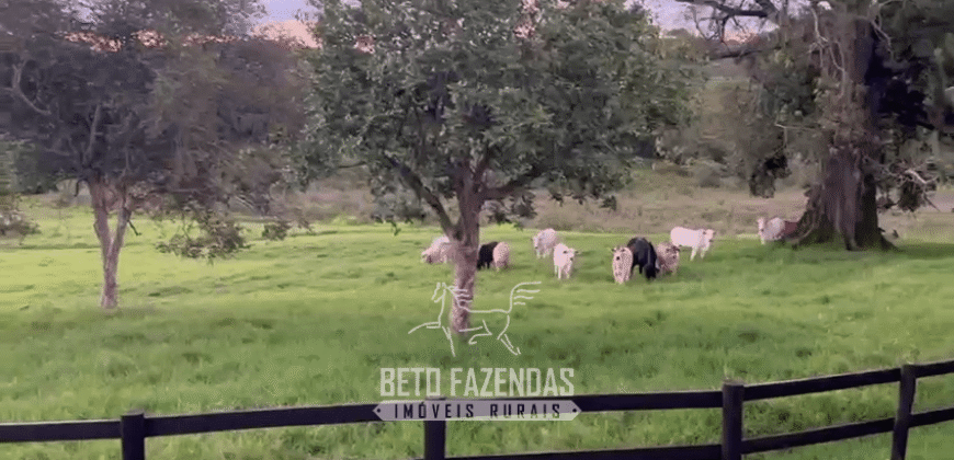 Fazenda à Venda 153 Hectares Excelete Aptidão para Café e Citricultura | Mindurim/MG