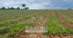 Fazenda de Café e Pecuária à Venda 87 Hectares c/ Bendeitorias e Lazer | Três Corações/ MG