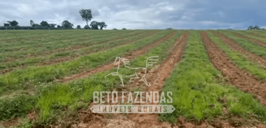 Fazenda de Café e Pecuária à Venda 87 Hectares c/ Bendeitorias e Lazer | Três Corações/ MG