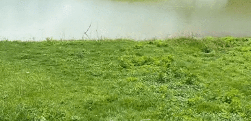 Fazenda de Café e Pecuária à Venda 87 Hectares c/ Bendeitorias e Lazer | Três Corações/ MG