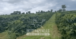 Fazenda de Café e Pecuária à Venda 87 Hectares c/ Bendeitorias e Lazer | Três Corações/ MG
