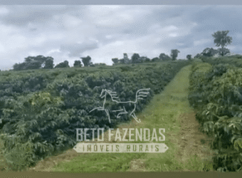 Fazenda de Café e Pecuária à Venda 87 Hectares c/ Bendeitorias e Lazer | Três Corações/ MG