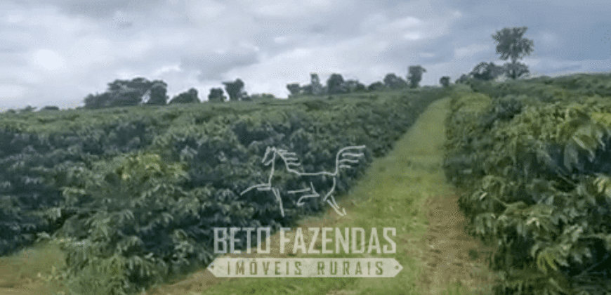 Fazenda de Café e Pecuária à Venda 87 Hectares c/ Bendeitorias e Lazer | Três Corações/ MG