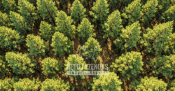 Fazenda à Venda 3.630 Hectares Floresta de Pinus Taeda e Elliottii | Cruz Machado/ PR