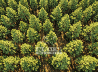 Fazenda à Venda 3.630 Hectares Floresta de Pinus Taeda e Elliottii | Cruz Machado/ PR