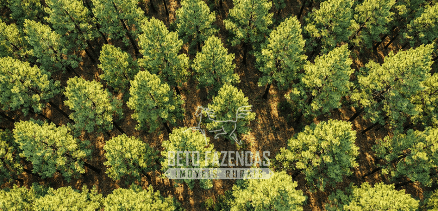 Fazenda à Venda 3.630 Hectares Floresta de Pinus Taeda e Elliottii | Cruz Machado/ PR