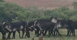 Fazendas à Venda 1.203 hectares cada Produtivas em Cana, Soja e Milho | Sacramento/ MG