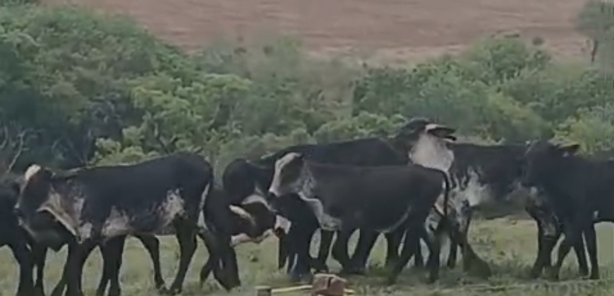 Fazendas à Venda 1.203 hectares cada Produtivas em Cana, Soja e Milho | Sacramento/ MG
