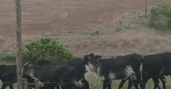 Fazendas à Venda 1.203 hectares cada Produtivas em Cana, Soja e Milho | Sacramento/ MG